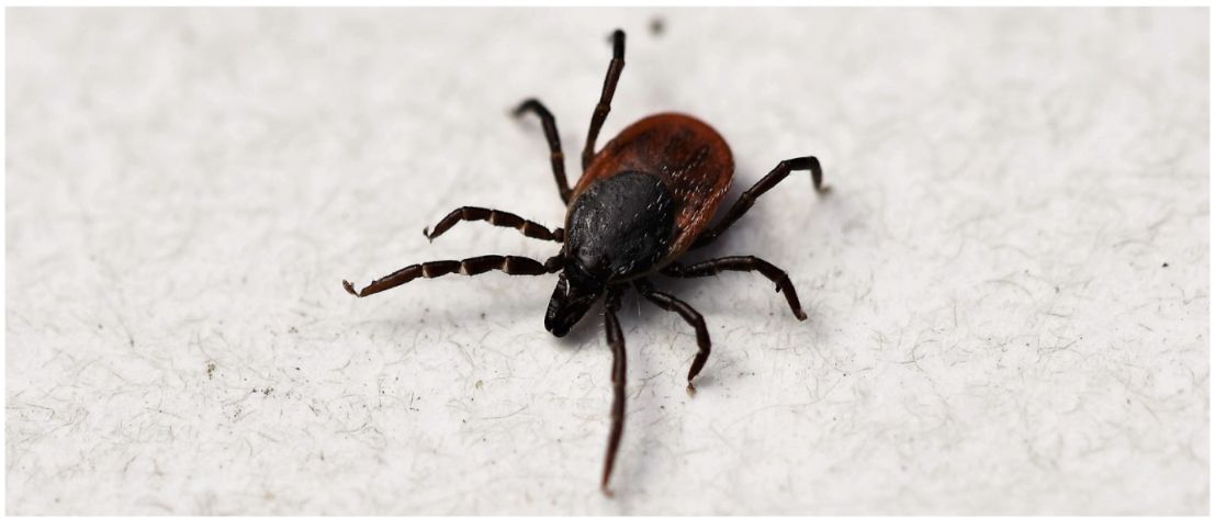 Lyme disease gets transmitted through tick bites, as well as other tick borne ailments