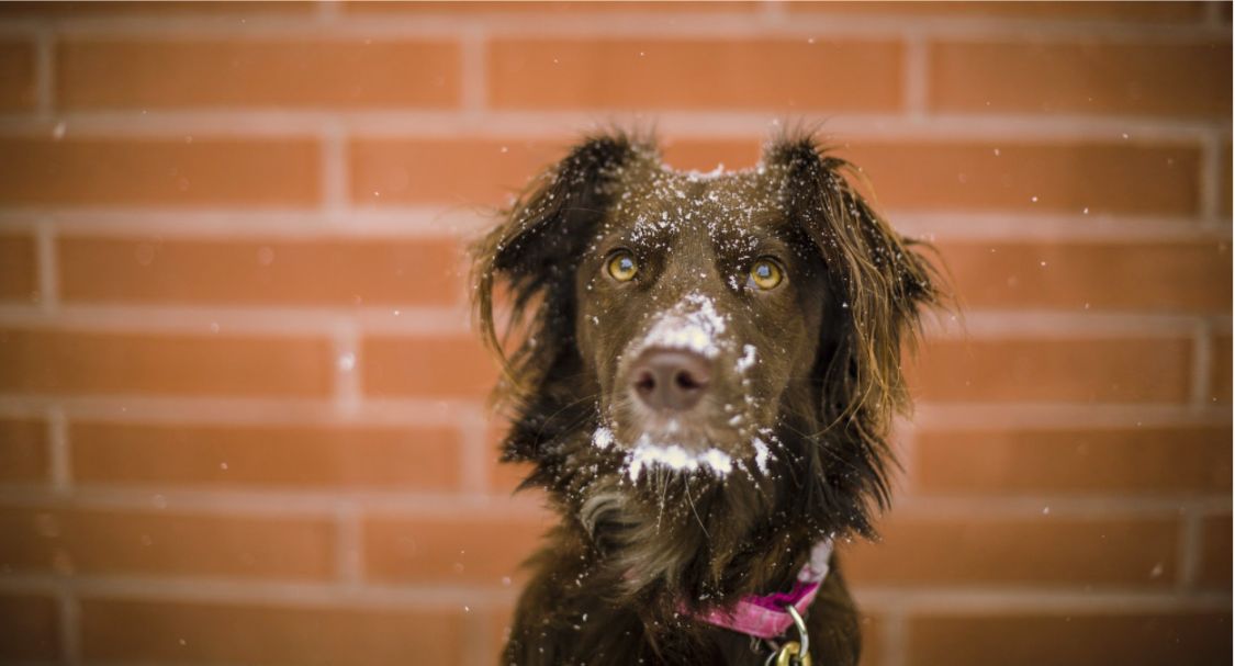 Sometimes your dog will get cold, and not all dogs are made to handle low temperatures. This is where a heated dog bed can come in handy.