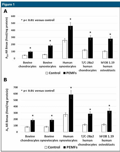 Bar charts showing PEMF significantly increases A2A and A3 adenosine receptor density across five cell types vs. control (p<0.01)