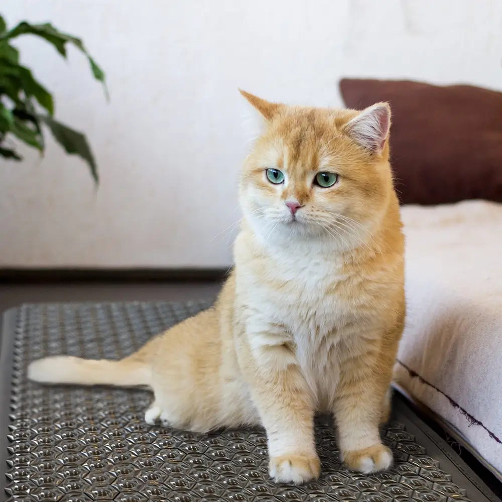 Orange tabby cat sitting on the Pet Mat 5024 textured surface indoors

