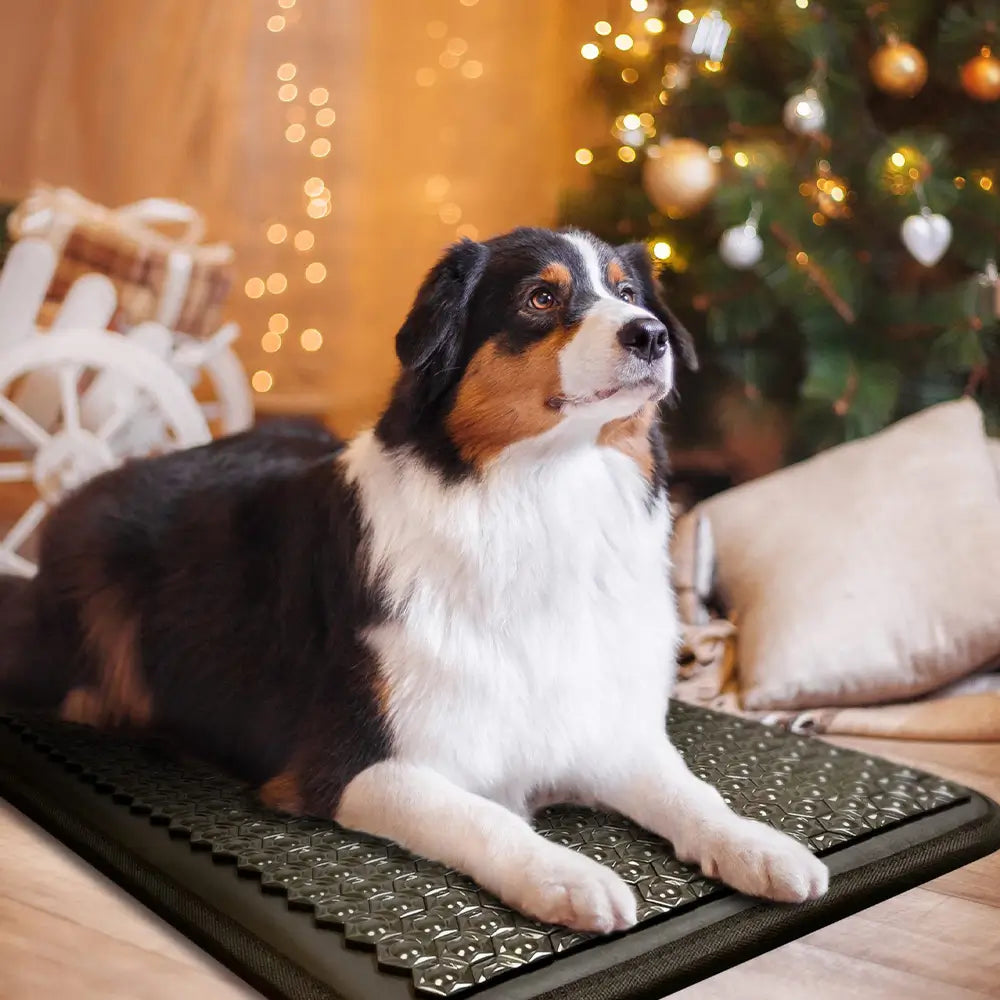 Australian Shepherd sitting on the Pet Mat 5024 near a decorated Christmas tree
