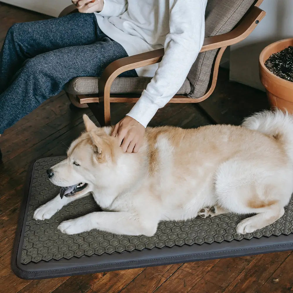Dog lying on the Pet Mat 5024 with textured surface, being petted by owner at home
