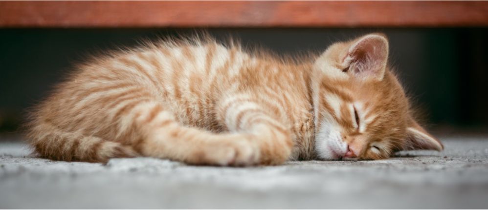 Cats experience pain, discomfort, and stress just like the rest of us. Does that mean that they too can benefit from PEMF therapy?